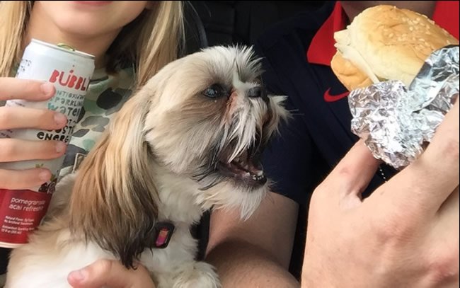 Dog trying to eat a submarine sandwich