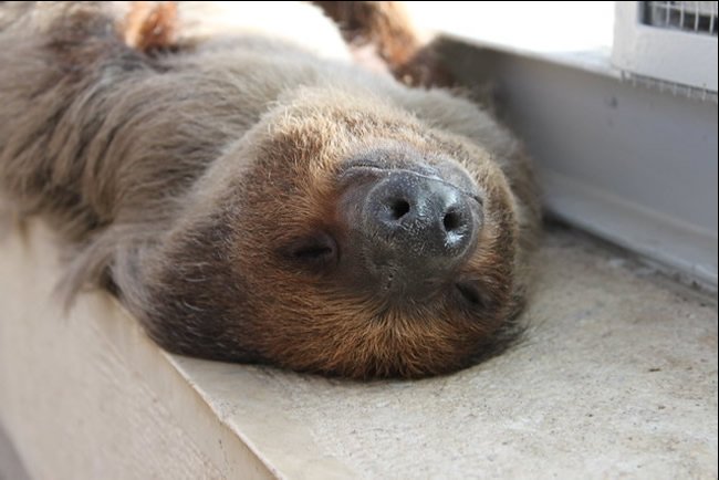 Sloth relaxing