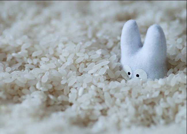 Stuffed rabbit toy in dry rice