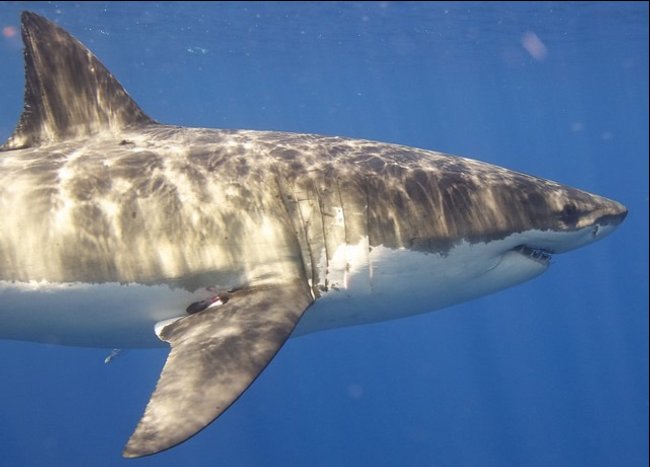 Great white shark swimming