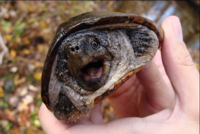 Common Musk Turtle